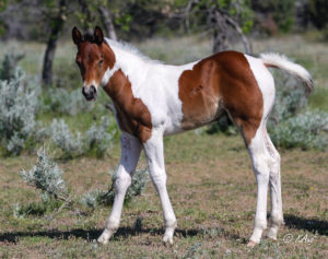 Paint colt - racebred - barrel horse prospect