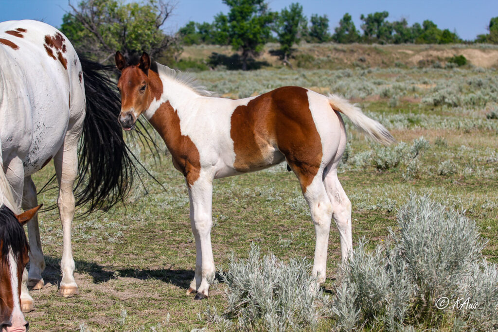 Paint colt - racebred - barrel horse prospect