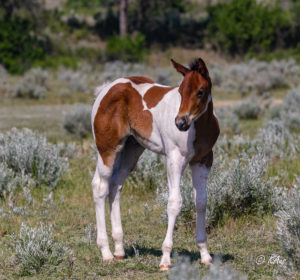 Paint colt - racebred - barrel horse prospect